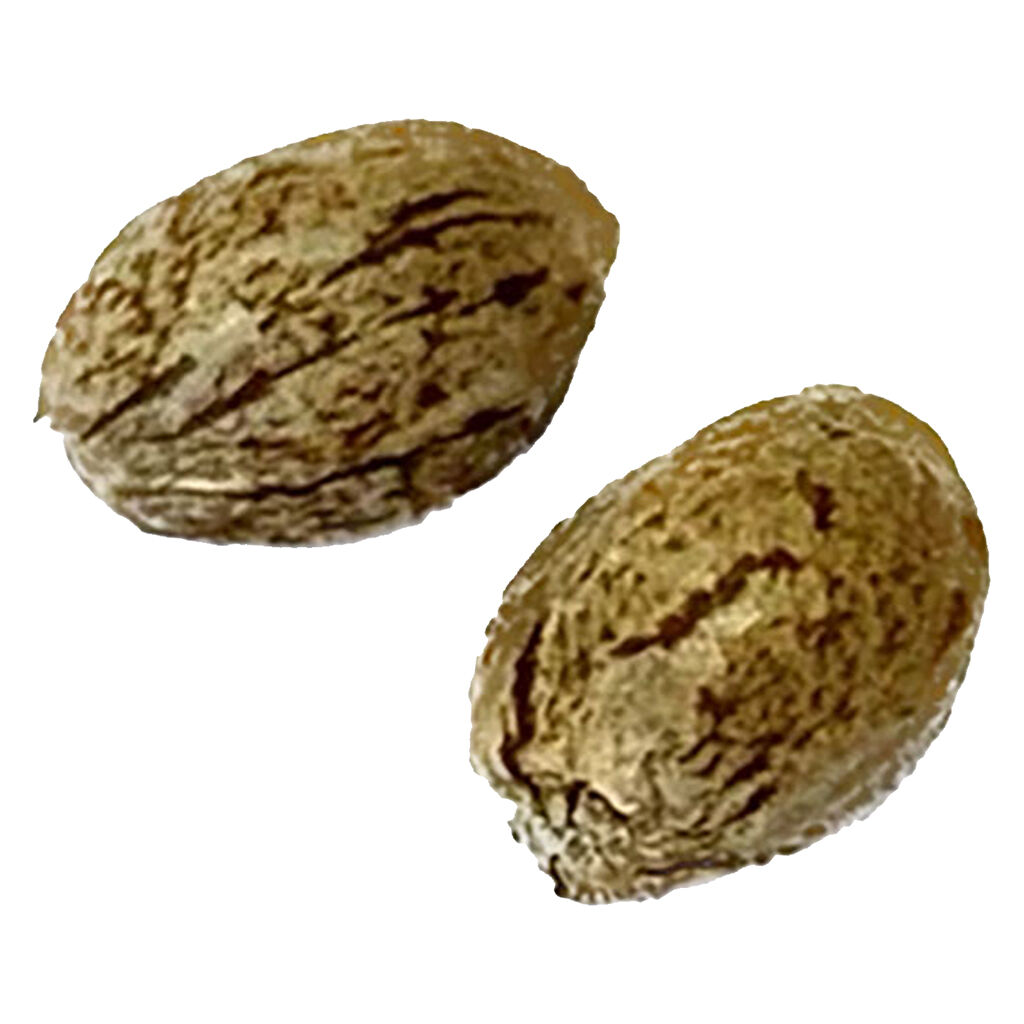 Clone Collector Seed Bank - Modified Animal Cookies - Feminized 1 Pack Main Image