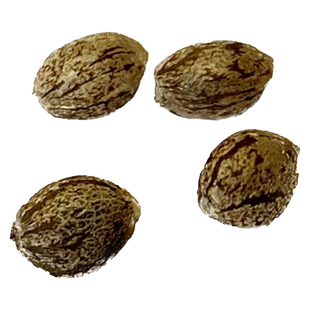 Mendocino Cherry Pie THC Auto  Regular Seeds  4 Pack